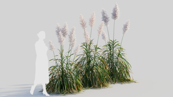 Cortaderia jubata d