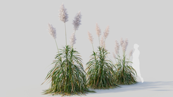 Cortaderia jubata d