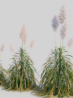 cortaderia-jubata-d-3d-model-a4e696cbd9