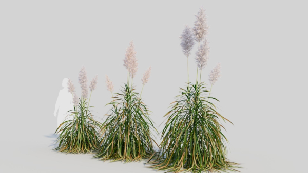Cortaderia jubata d