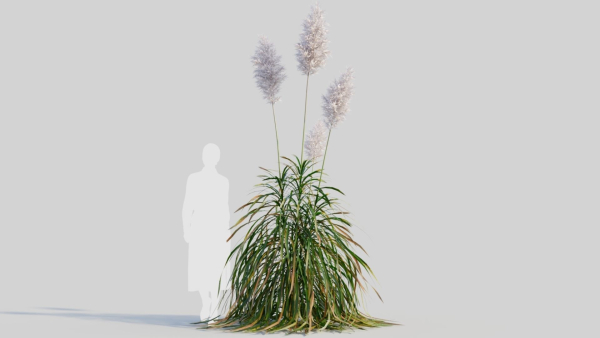 Cortaderia jubata d
