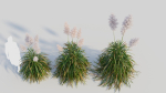 Cortaderia jubata d