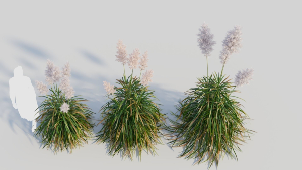 Cortaderia jubata d