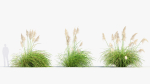 Cortaderia selloana Pampas grass 3D Model 03
