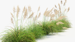 Cortaderia selloana Pampas grass 3D Model 03