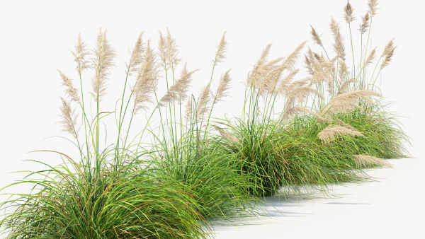 Cortaderia selloana Pampas grass 3D Model 03
