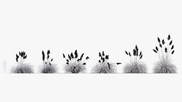 Cortaderia selloana Pampas grass 3D Model 03
