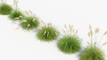 Cortaderia selloana Pampas grass 3D Model 03