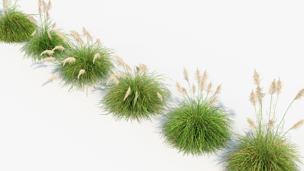 Cortaderia selloana Pampas grass 3D Model 03