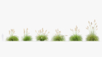 Cortaderia selloana Pampas grass 3D Model 03