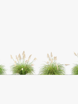 cortaderia-selloana-pampas-grass-3d-model-03-3d-model-4dd20aefcd
