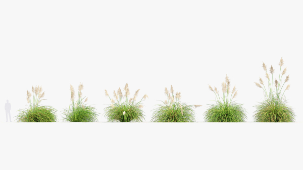 Cortaderia selloana Pampas grass 3D Model 03