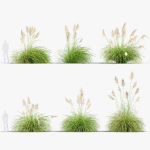 Cortaderia selloana Pampas grass 3D Model 03