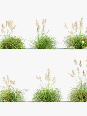 Cortaderia selloana Pampas grass 3D Model 03
