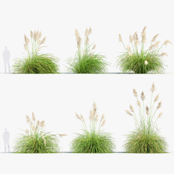 Cortaderia selloana Pampas grass 3D Model 03