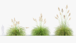 Cortaderia selloana Pampas grass 3D Model 03