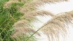Cortaderia selloana Pampas grass 3D Model 03