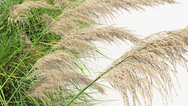 Cortaderia selloana Pampas grass 3D Model 03