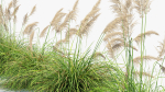 Cortaderia selloana Pampas grass 3D Model 03