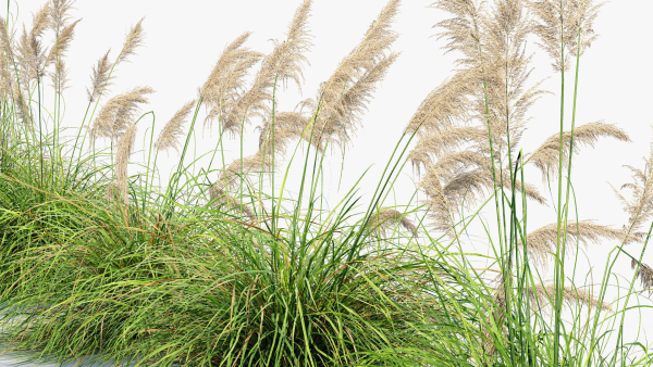 Cortaderia selloana Pampas grass 3D Model 03
