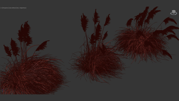 Cortaderia selloana Pampas grass 3D Model 03