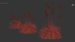 Cortaderia selloana Pampas grass 3D Model 03