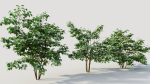 Corylus avellana a