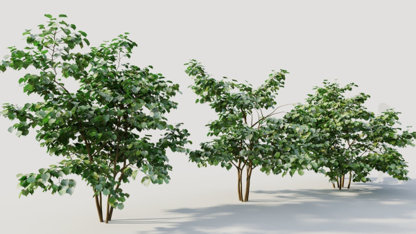 Corylus avellana a