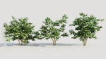 Corylus avellana a