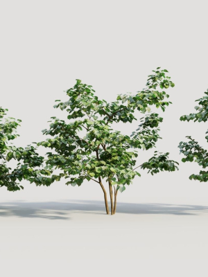 Corylus avellana a