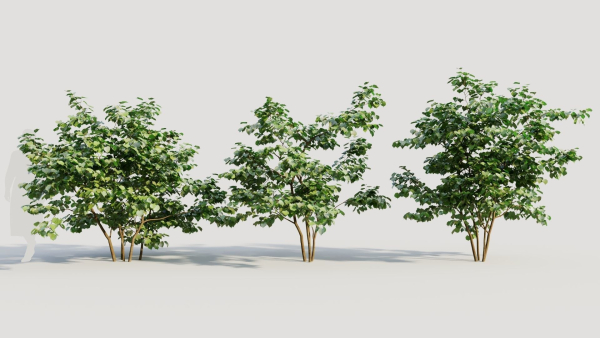 Corylus avellana a