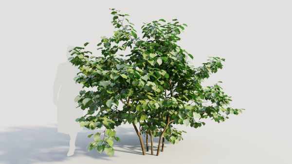 Corylus avellana a