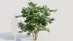 Corylus avellana a