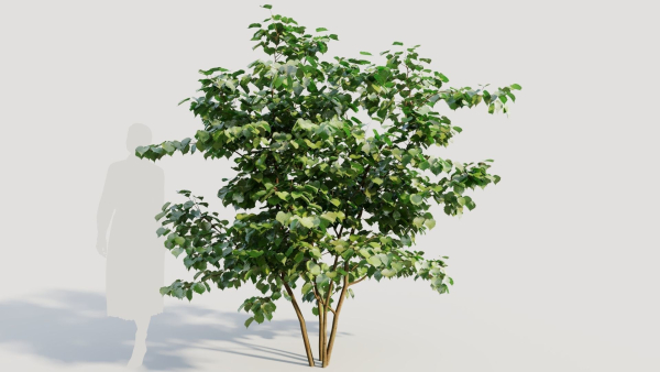 Corylus avellana a