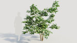 Corylus avellana a