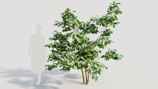 Corylus avellana a