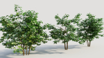 Corylus avellana a