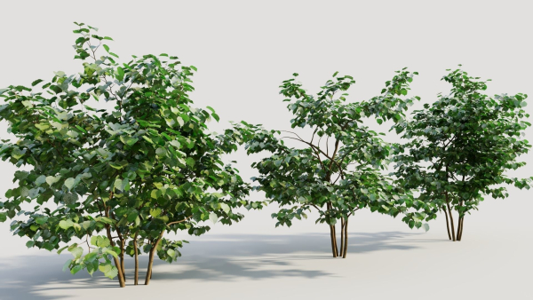 Corylus avellana a