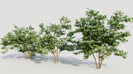 Corylus avellana a