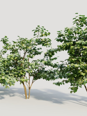 corylus-avellana-a-3d-model-ed84c493b1
