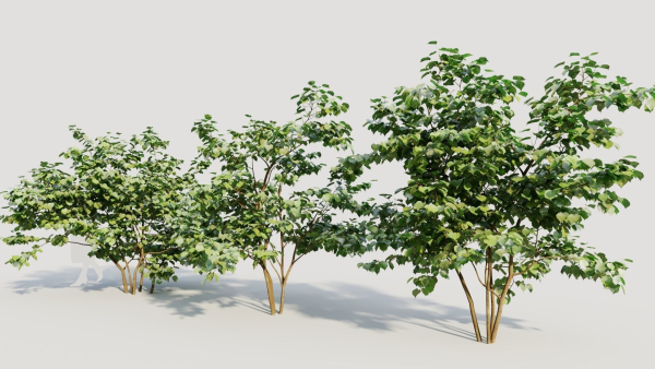 Corylus avellana a