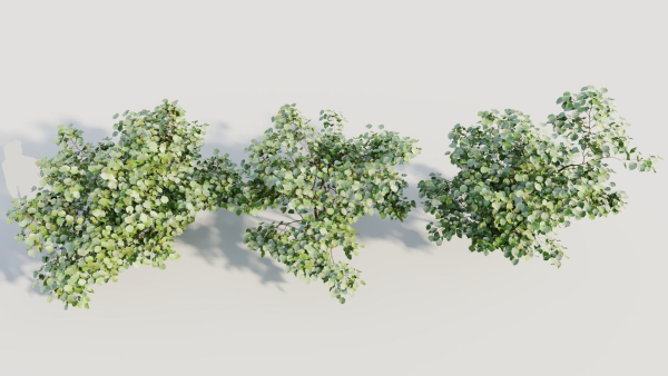 Corylus avellana a