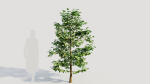 Corylus avellana b