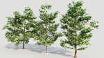 Corylus avellana b