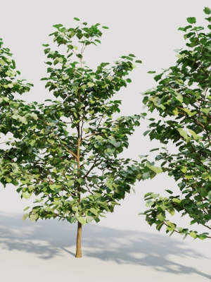 corylus-avellana-b-3d-model-540f454997