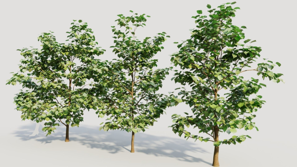 Corylus avellana b