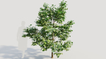 Corylus avellana b