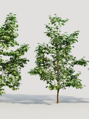 Corylus avellana b