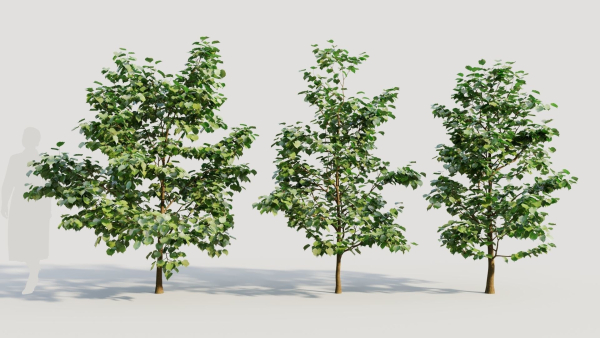 Corylus avellana b
