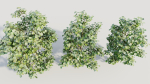 Corylus avellana b